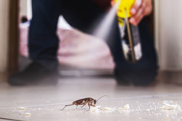 Insect Control in Westwood, CA